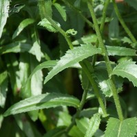 Shasta Daisy